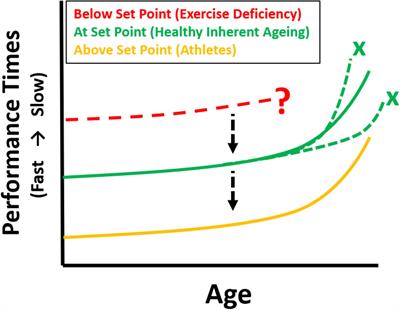 The Inherent Human Aging Process and the Facilitating Role of Exercise